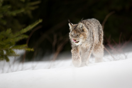 Lynx du Canada